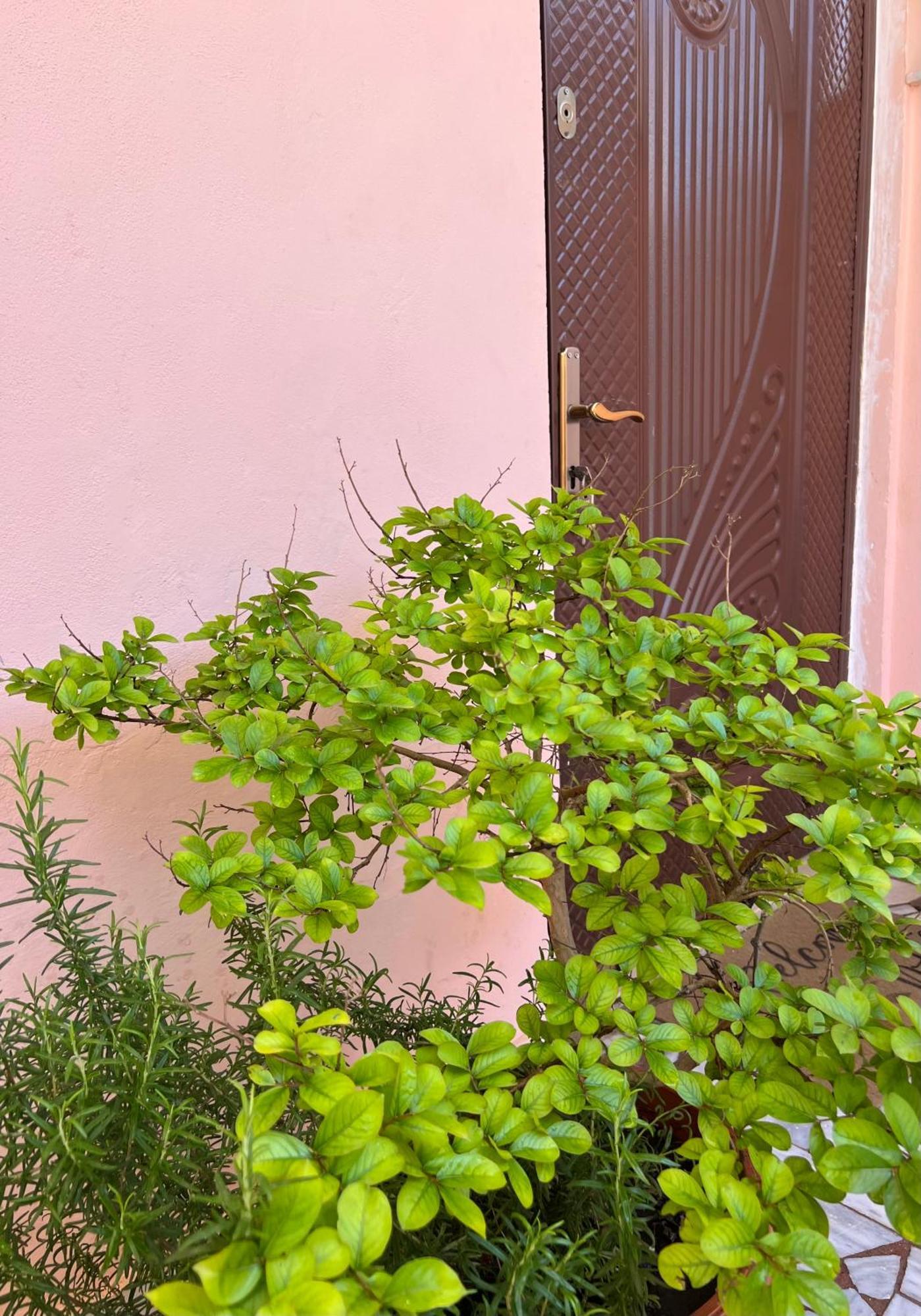 Villa Ensalv Berat - Apartment - Room - Penthouse Dış mekan fotoğraf